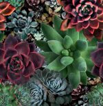 תמונת קיר פאנל, טפט סוקולנטים תלת מימד צבעוני