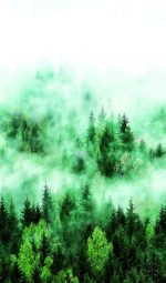 ⁦טפט תמונה נוף יער ערפילי בוקר בגווני ירוק⁩ – תמונה ⁦2⁩