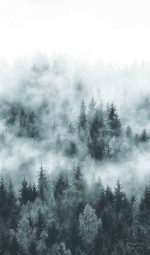 ⁦טפט תמונה נוף יער ערפילי בוקר בגווני אפור⁩ – תמונה ⁦2⁩