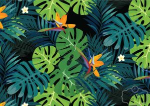 תמונת טפט, ציפור גן עדן על רקע שחור